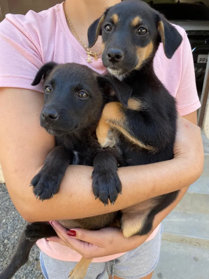 Cachorro raça SRD idade Abaixo de 2 meses nome SEM NOME