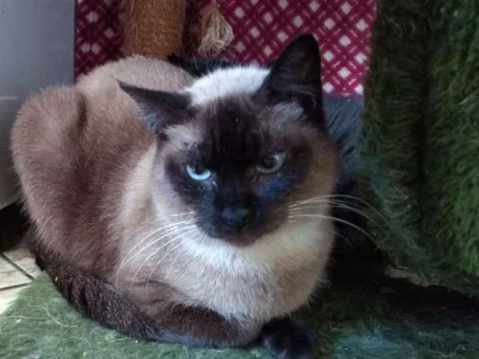 Gato raça SRD idade 3 anos nome Gardenia