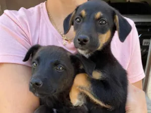 Cachorro raça SRD idade Abaixo de 2 meses nome SEM NOME