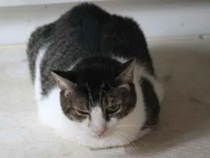 Gato raça SRD idade 6 ou mais anos nome Chico Morelli