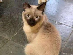 Gato raça SRD idade 3 anos nome Vivaldi