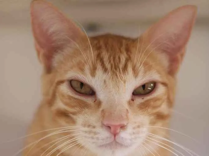 Gato raça SRD idade 3 anos nome Will