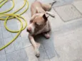 Zeus