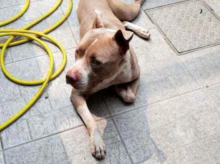Cachorro ra a American Staffordshire Terrier idade 2 anos nome Zeus