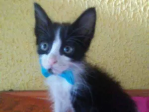 Gato raça Comum idade 2 a 6 meses nome Fofito