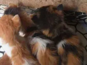 Gato raça SRD idade Abaixo de 2 meses nome Sem nome