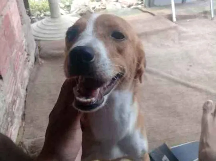 Cachorro ra a Nao Sei explicar idade 1 ano nome Namica