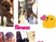 Filhotes