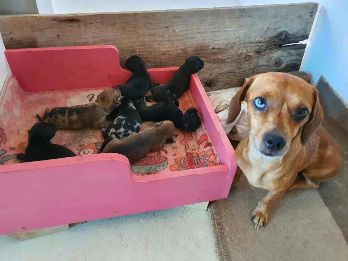 Cachorro ra a salsicha idade Abaixo de 2 meses nome sem nomes ainda