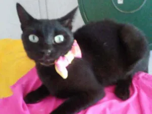 Gato raça Comum idade 7 a 11 meses nome Pantera negra