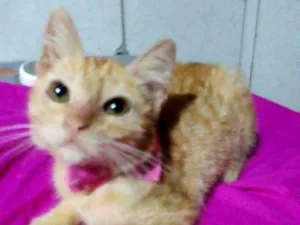 Gato raça Comum idade 2 a 6 meses nome Belinha