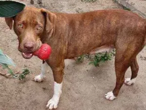 Cachorro raça Pit Bul idade 2 anos nome Pandora