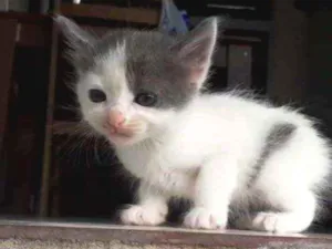 Gato raça Desconhecida  idade Abaixo de 2 meses nome Malu