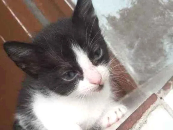 Gato ra a Desconhecida  idade Abaixo de 2 meses nome Mimy 