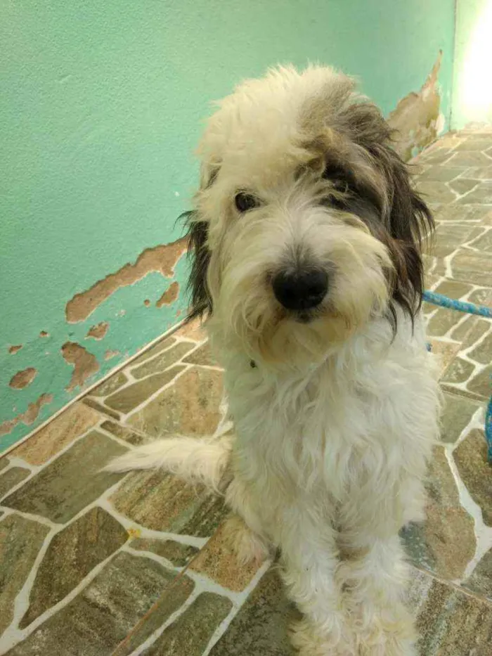 Cachorro raça  idade 2 anos nome Floquinho