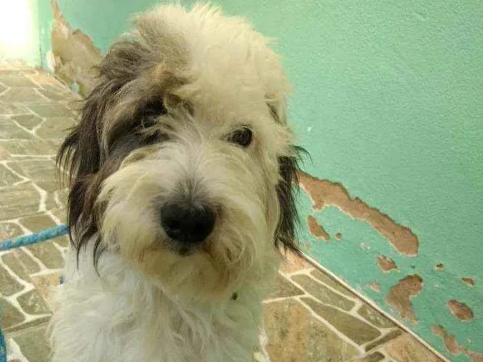 Cachorro raça  idade 2 anos nome Floquinho