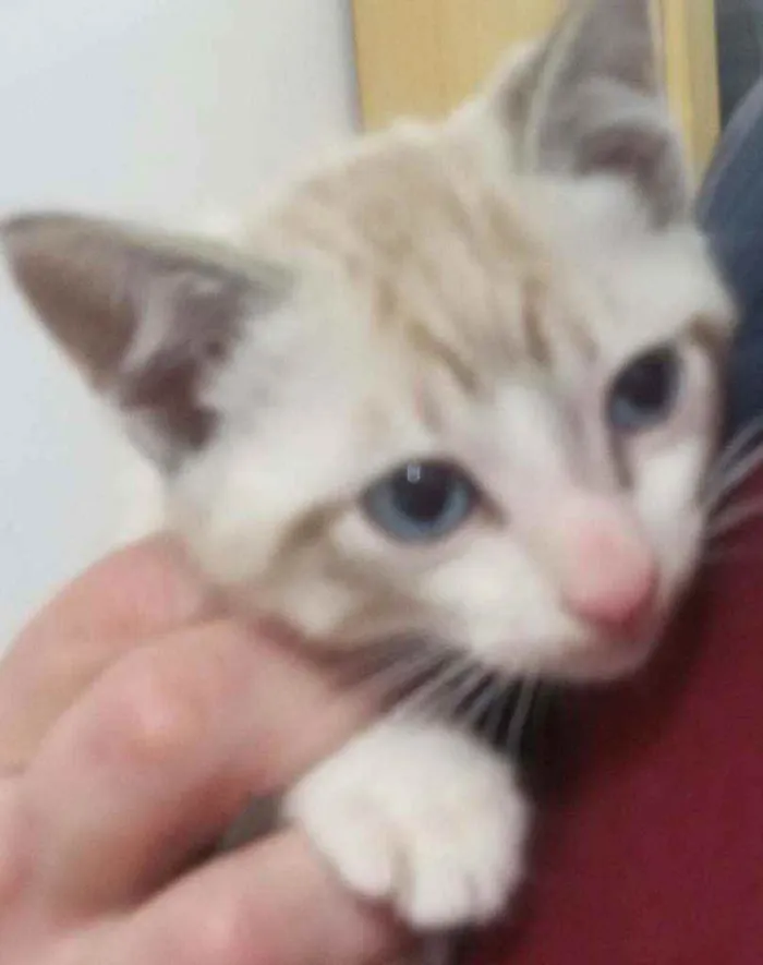 Gato ra a Vira lata idade 2 a 6 meses nome BRED