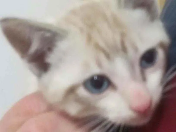 Gato ra a Vira lata idade 2 a 6 meses nome BRED