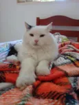 Suri