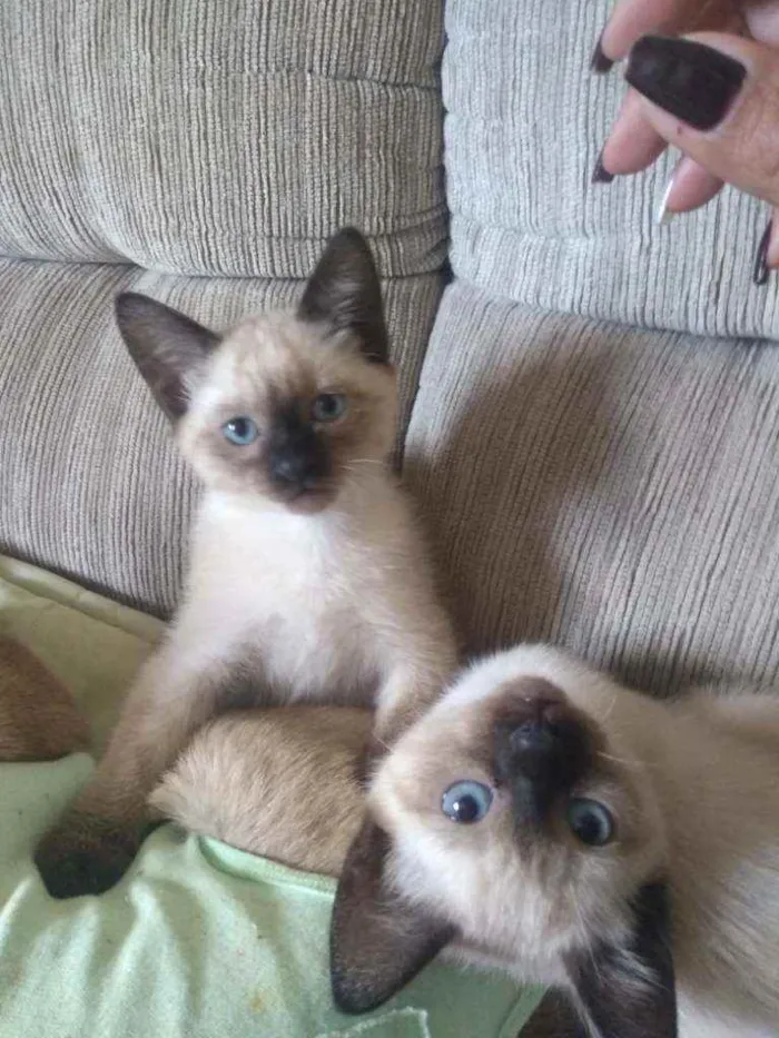 Gato ra a Mistura de vira lata com siamê idade 2 a 6 meses nome Não tem nome ainda