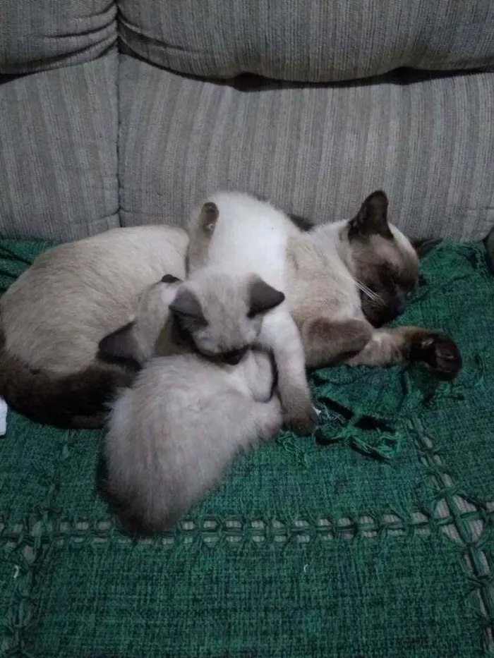 Gato ra a Mistura de vira lata com siamê idade 2 a 6 meses nome Não tem nome ainda