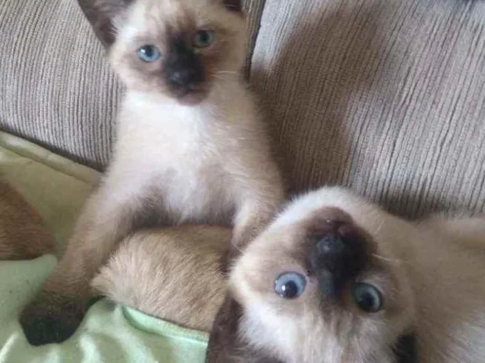 Gato ra a Mistura de vira lata com siamê idade 2 a 6 meses nome Não tem nome ainda