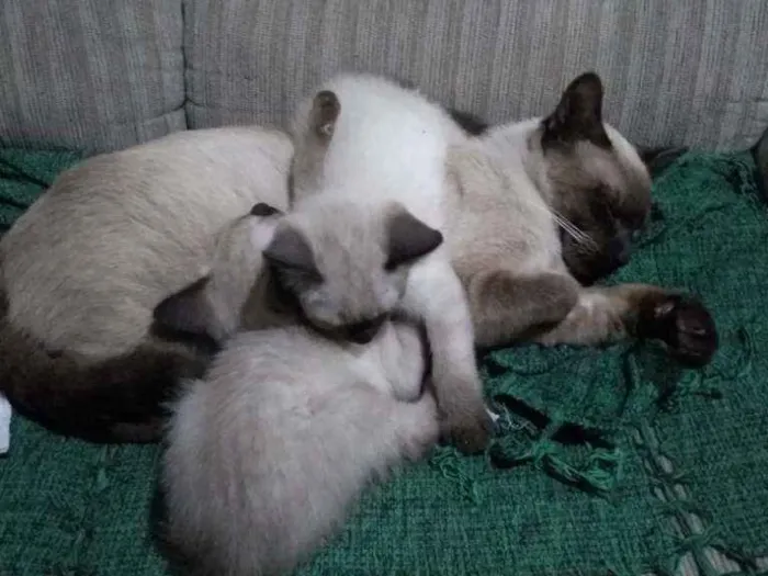 Gato ra a Mistura de vira lata com siamê idade 2 a 6 meses nome Não tem nome ainda