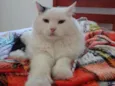 Suri
