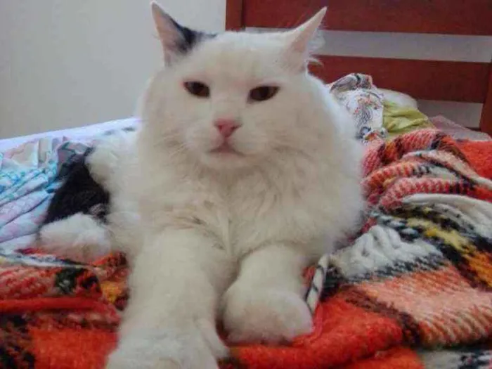 Gato ra a Sem idade 6 ou mais anos nome Suri