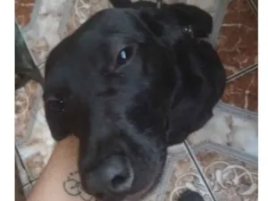 Cachorro raça labrador com vira-lata  idade 1 ano nome duqueza