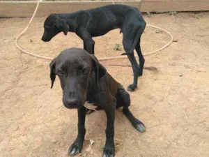 Cachorro raça Vira-lata  idade 7 a 11 meses nome Pity e Lobo