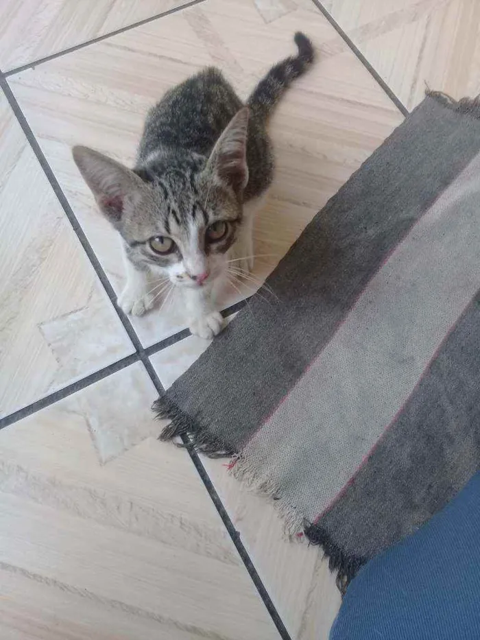 Gato ra a Vira-lata  idade 2 a 6 meses nome Não tem