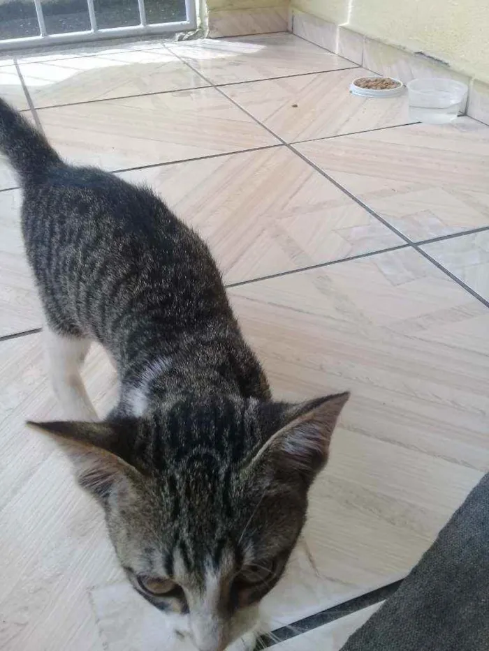 Gato ra a Vira-lata  idade 2 a 6 meses nome Não tem