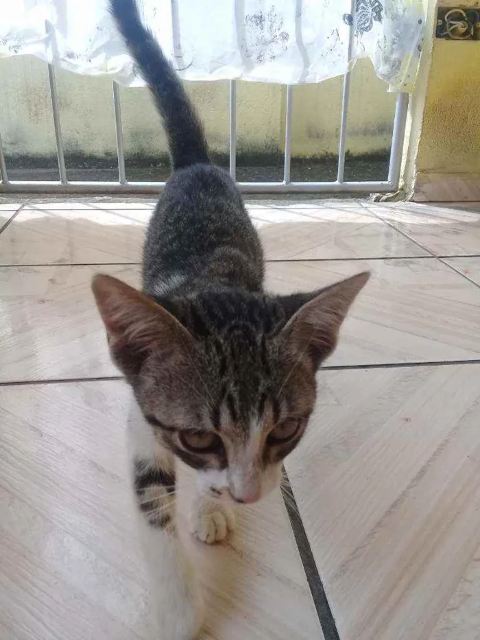 Gato ra a Vira-lata  idade 2 a 6 meses nome Não tem