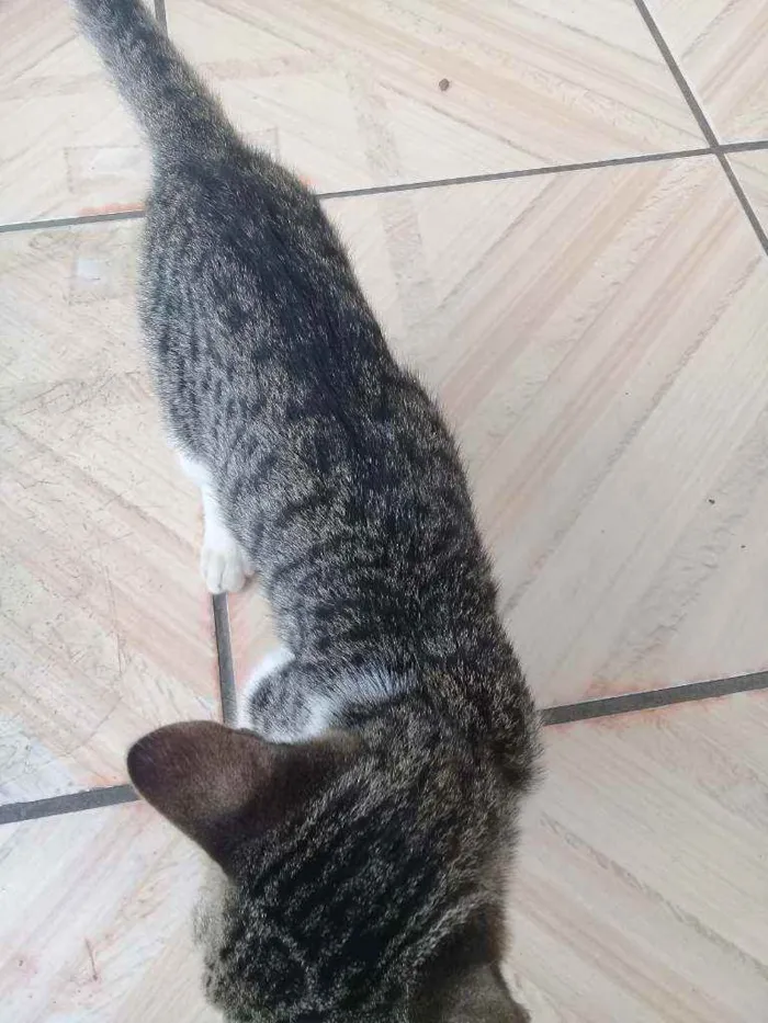 Gato ra a Vira-lata  idade 2 a 6 meses nome Não tem