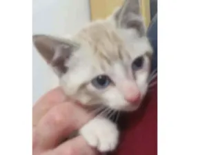 Gato raça Vira lata idade 2 a 6 meses nome BRED