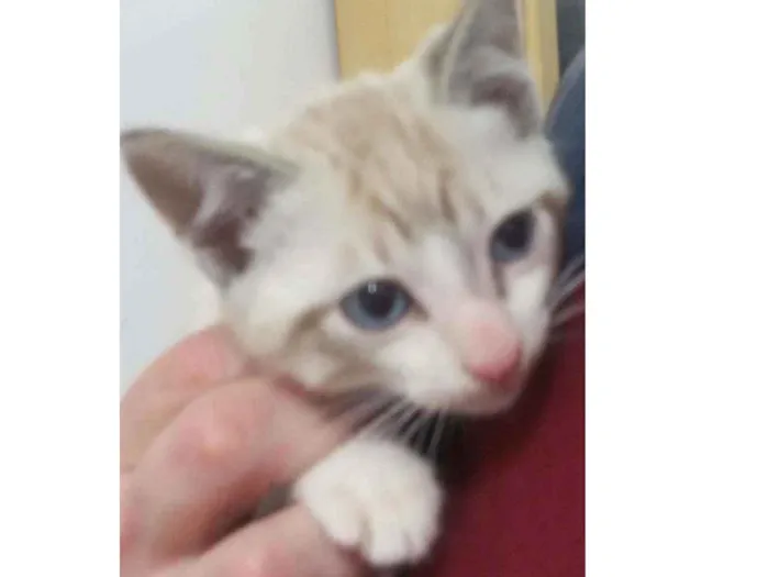 Gato ra a Vira lata idade 2 a 6 meses nome BRED