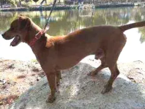 Cachorro raça Bigol com basse idade 3 anos nome Haji