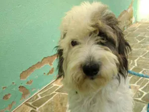Cachorro raça  idade 2 anos nome Floquinho