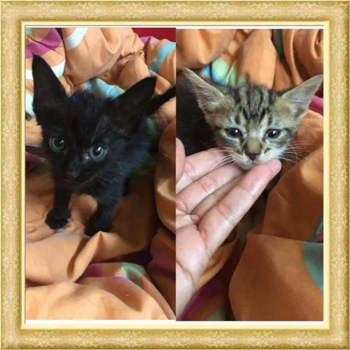 Gato ra a Sem raça  idade Abaixo de 2 meses nome Pretinho lindo????