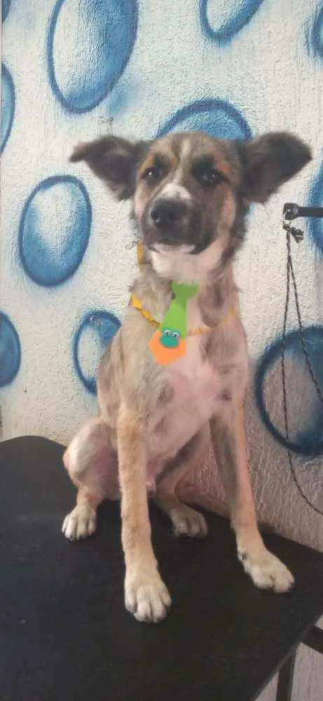 Cachorro raça SRD idade 1 ano nome Hans
