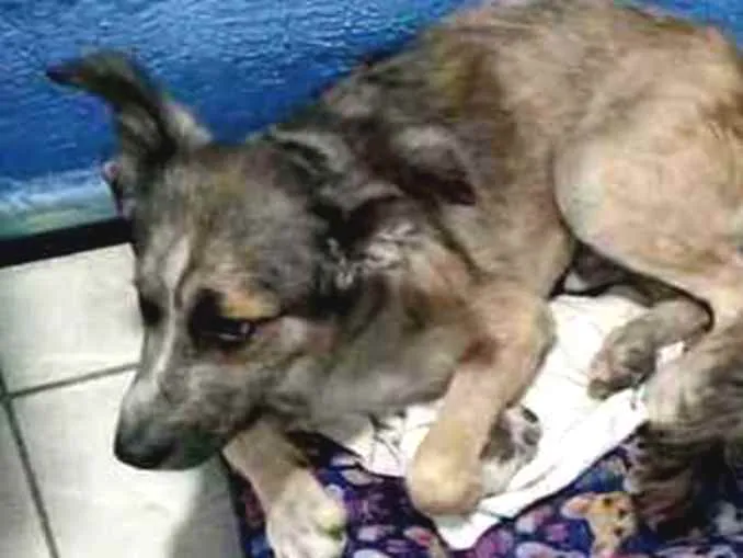 Cachorro raça SRD idade 1 ano nome Hans