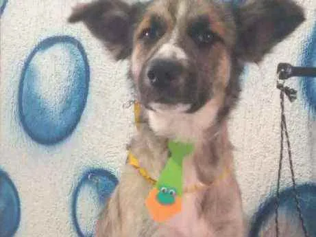 Cachorro raça SRD idade 1 ano nome Hans