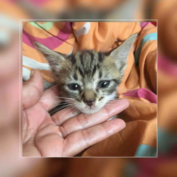 Gato ra a Sem raça  idade Abaixo de 2 meses nome Tigrado