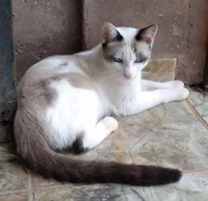 Gato ra a SRD idade 7 a 11 meses nome Sem nome
