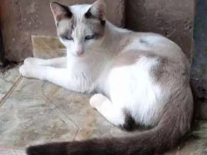 Gato ra a SRD idade 7 a 11 meses nome Sem nome