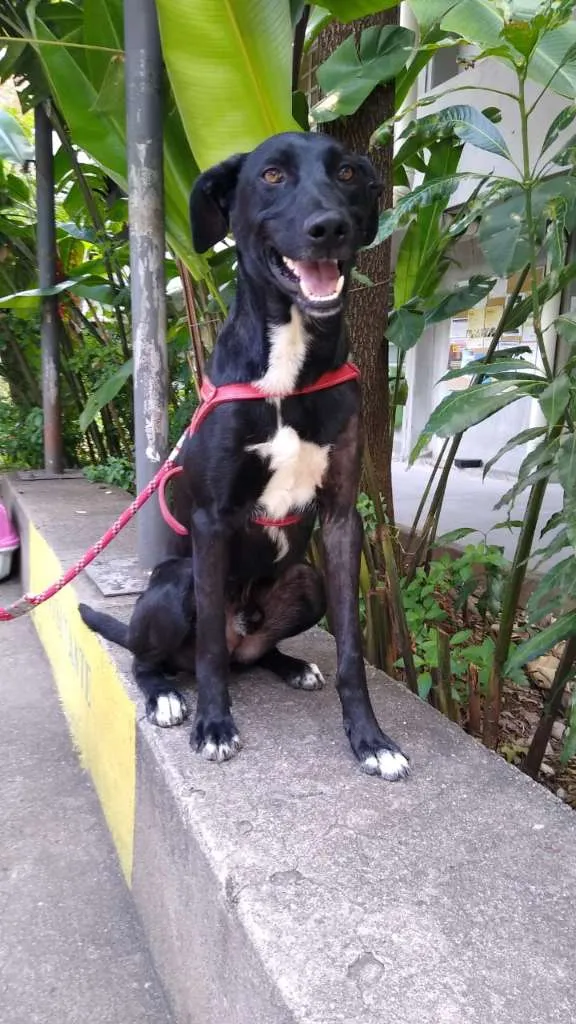 Cachorro ra a SRD-ViraLata idade 2 anos nome Negresco