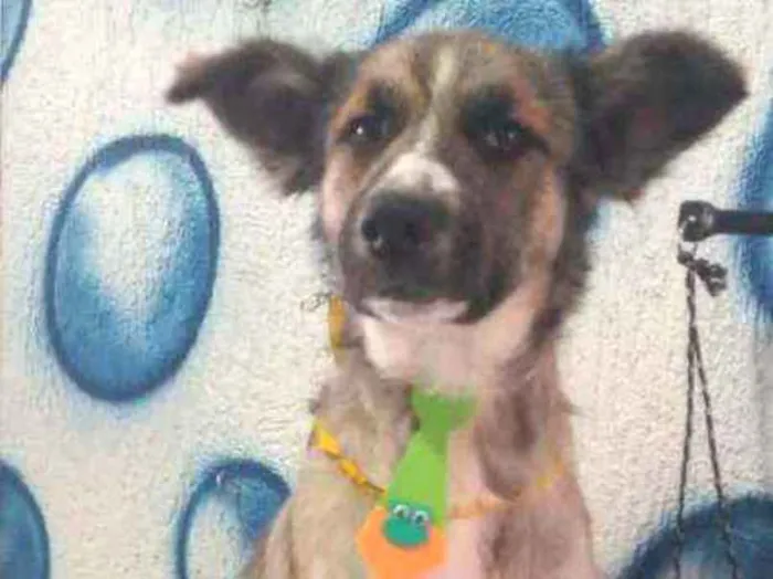 Cachorro raça SRD idade 1 ano nome Hans