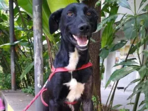 Cachorro raça SRD-ViraLata idade 2 anos nome Negresco