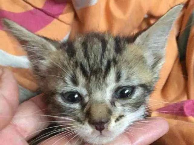 Gato ra a Sem raça  idade Abaixo de 2 meses nome Tigrado